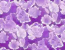 Flowers - background