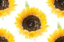 Sunflowers - background