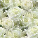 Roses - background