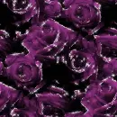 Roses - background