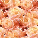 Roses - background