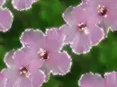 Flowers - background