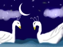 swan love