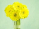 Yellow flower