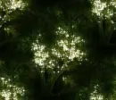 Trees - background