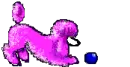 Pink Poodle