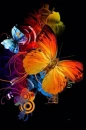 Butterflies