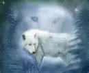 wolf1