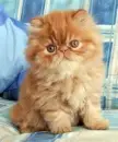 Kitten