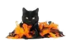 Halloween Cat