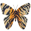 Tiger Butterfly