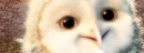 GaÂ´hoole The leyend of The Guardians