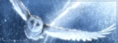 GaÂ´hoole The leyend of The Guardians