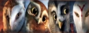 GaÂ´hoole The leyend of The Guardians