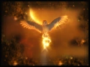GaÂ´hoole The leyend of The Guardians
