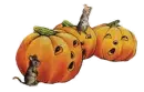 Pumpkin and Mice