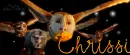 GaÂ´hoole - Chrissi