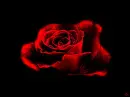 blood rose