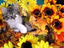 Autumn Kitten