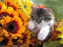 Fall Kitten