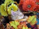 Autumn Kitten