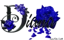 Blue Roses - Diana
