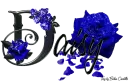 Blue Roses - Daisy