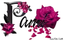 Pink Roses - Pami