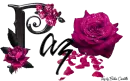 Pink Roses - Paz