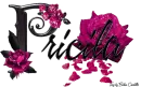 Pink Roses - Pricila