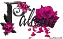 Pink Roses - Paloma
