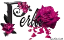 Pink Roses - Perla
