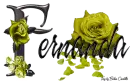 Yellow Roses - Fernanda
