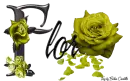 Yellow Roses - Flor