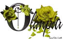 Yellow Roses - Olimpia
