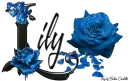 Light Blue Roses - Lily