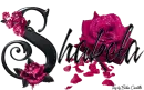 Pink Roses - Shakela