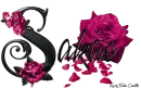 Pink Roses - Sakae