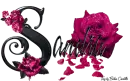 Pink Roses - Sandra