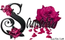 Pink Roses - Samara