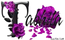 Purple Roses - Tabhita