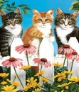 Kitten Friends