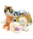 Cats