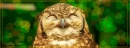 Owl smile