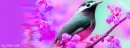 Fantasy Bird