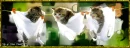 Kitties