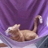 Cat chasing tail