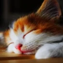 cute cat