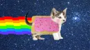 LOL REAL LIFE NYAN CAT