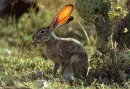 Bunny Background